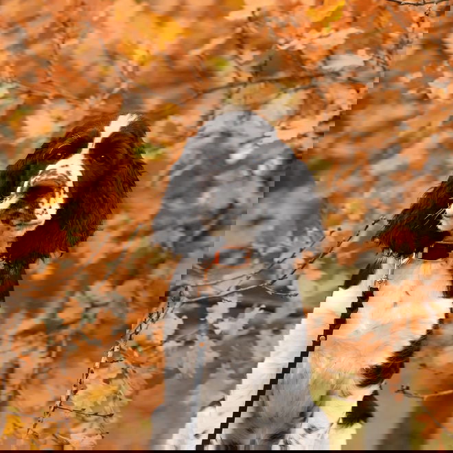 Tyylivoitto Classy pienen koiran panta , musta/ruusukulta