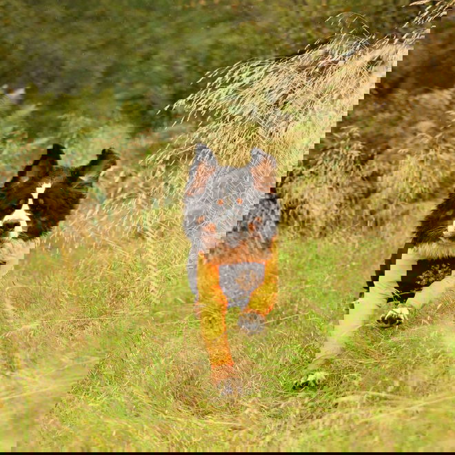 Non-stop dogwear Protector puku F oranssi/musta