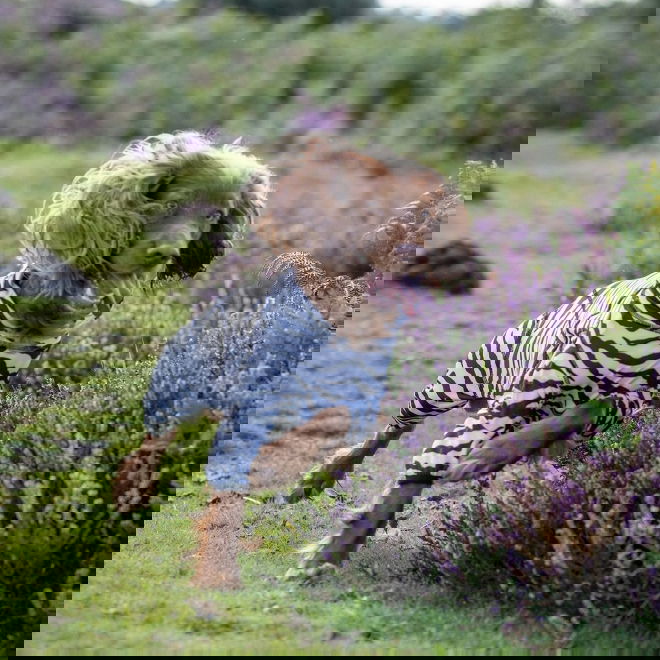 Rukka Zebra koiranhaalari