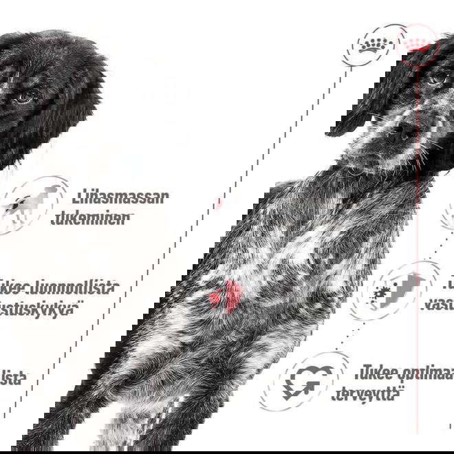 Royal Canin Medium Adult Gravy koiran märkäruoka 10x140g
