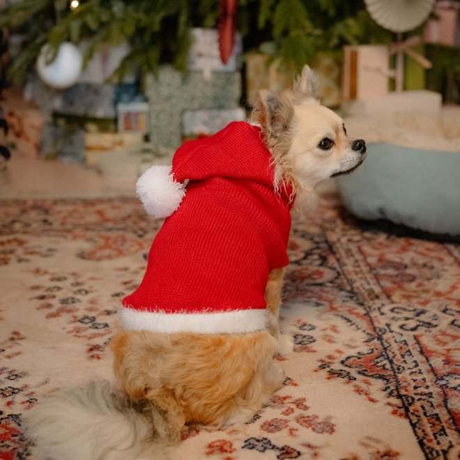 Little&Bigger Xmas Santa koiran neuloshuppari punainen