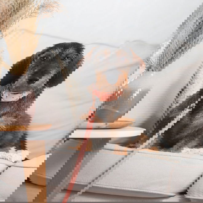 Tyylivoitto Braid koirantalutin, persikka/ruusukulta (16mm x 200cm)