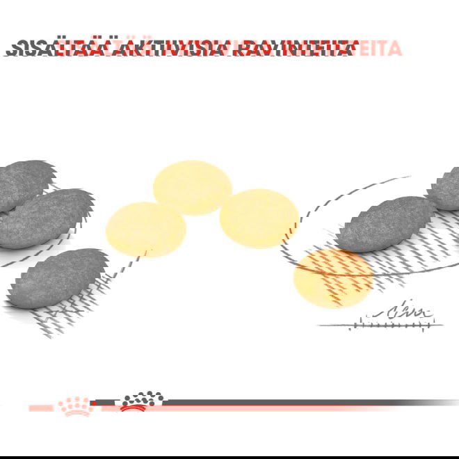 Royal Canin Dermacomfort Mini Adult koiran kuivaruoka