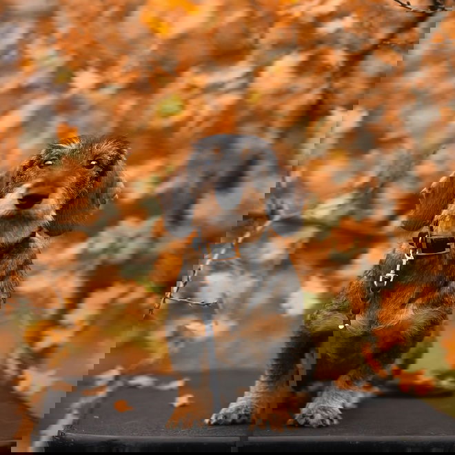 Tyylivoitto Braid hihna, musta/ruusukulta (9mm x 300cm)