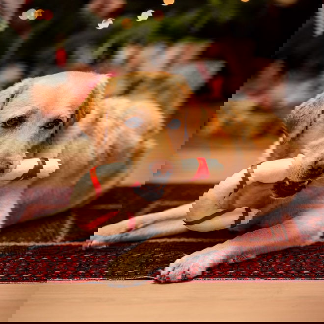 Xmas naudannahka karkkikeppi (25 cm)