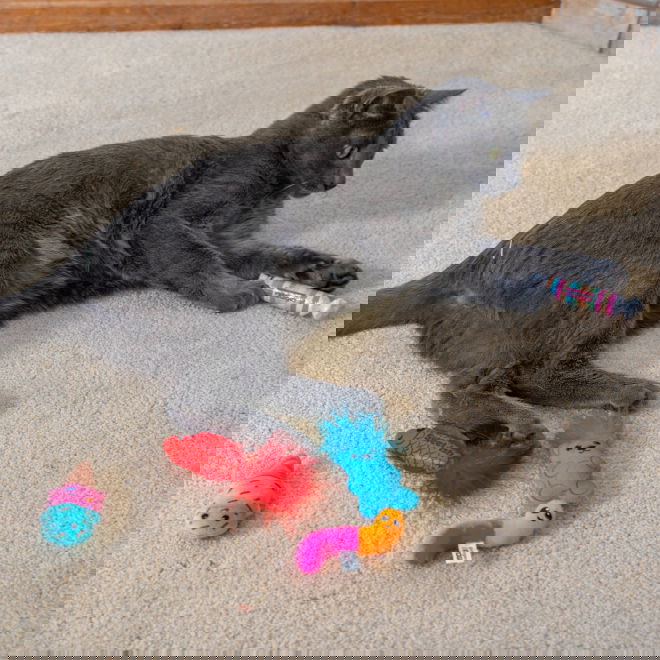 Catstages Kitty Sweet Treats kissanlelut 6-pack