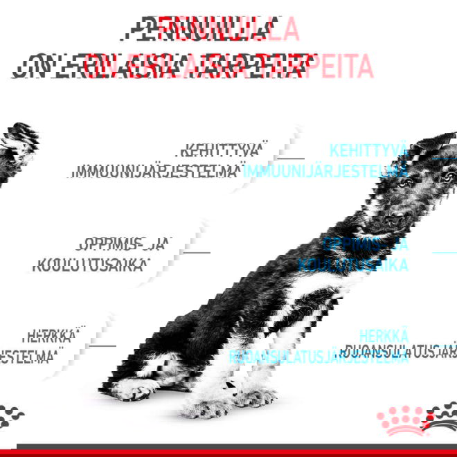 Royal Canin Maxi Puppy koiranpennun kuivaruoka