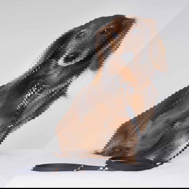 Tyylivoitto Classy pienen koiran panta , musta/ruusukulta