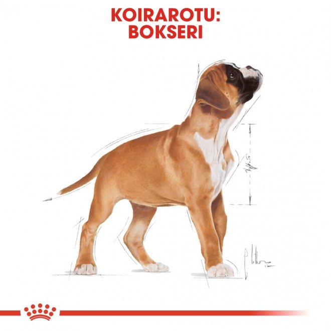 Royal Canin Breed Boxer Puppy