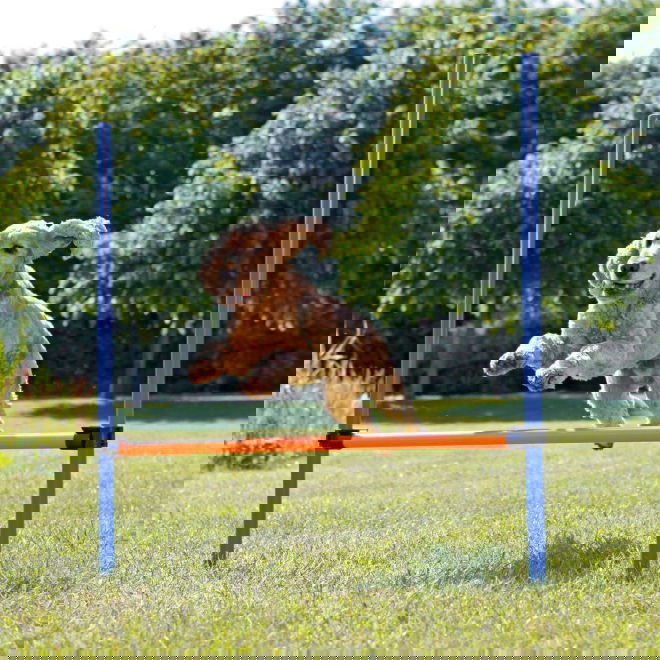 Agility aitaeste Trixie 123 x 115 cm