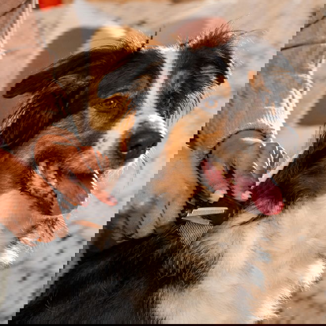 Fiskars yksipuoliset ohennussakset