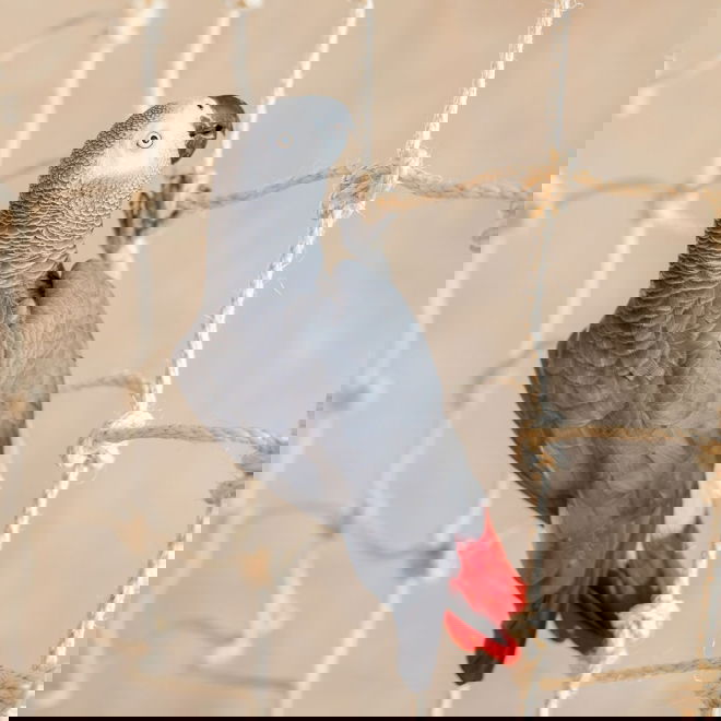 Quapas! Climbing net 70x40cm