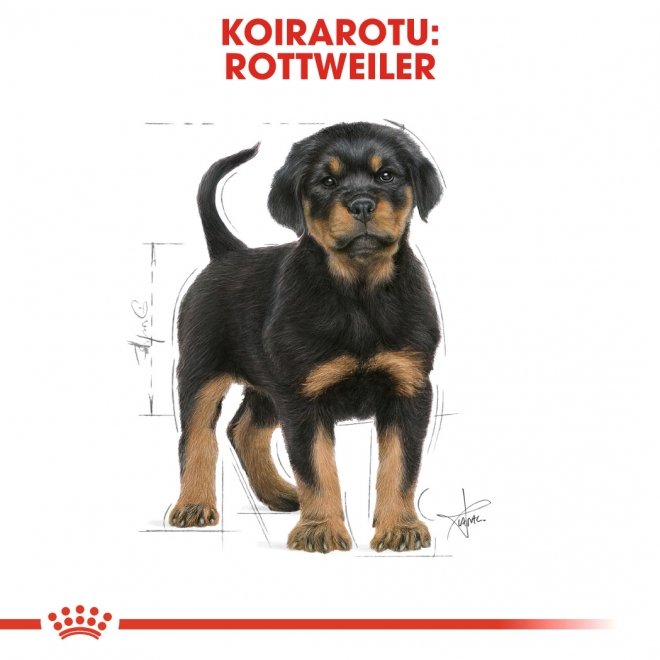 Royal Canin Breed Rottweiler Puppy