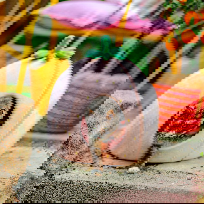 Little&Bigger Juicy Vibes mansikka luolapeti kissalle