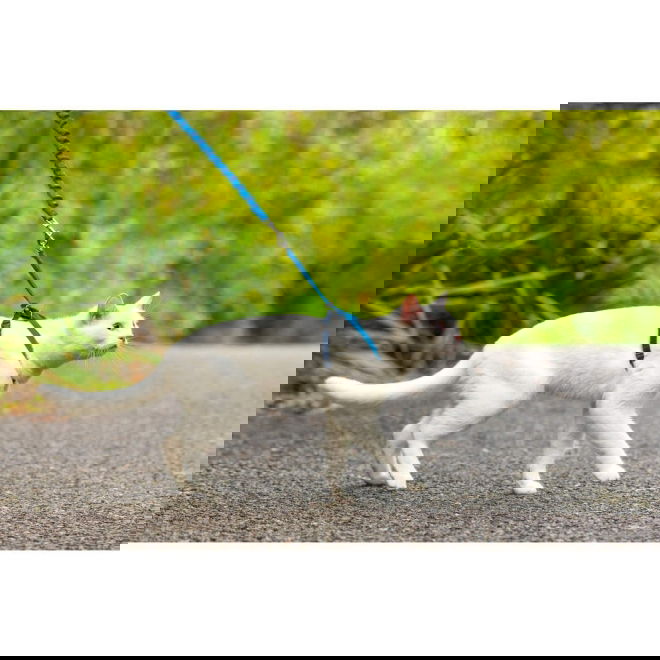 PetSafe Easy Walk kissanvaljassetti sininen