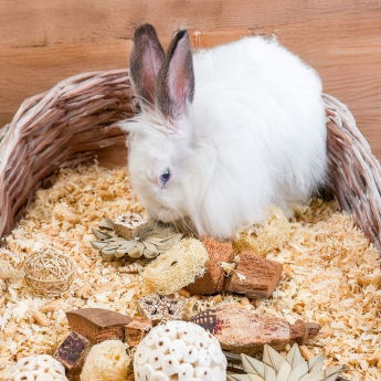 Quapas! Nibble eske med Sm&aring;dyrsleker Stjerner