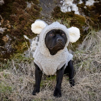 Little&Bigger Koala hettegenser til hund