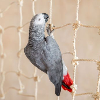 Quapas! Klatrenett til fugl og gnagere 70x40cm