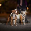 Hurtta Weekend Warrior Hundesele, Neon & Sort
