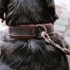 Hunter Collar Canadian UP Black
