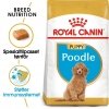 Royal Canin Poodle Puppy tørrfôr til hundvalp