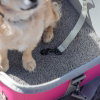 Feel Active Tour Transportveske Rosa
