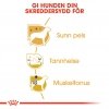 Royal Canin Poodle Adult tørrfôr til hund