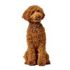 Hunter Collar Love Brown