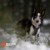 Non-Stop Dogwear Line Hundesele 5.0 Lila