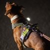 Hurtta Weekend Warrior Hundesele, Neon & Sort