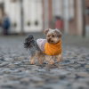 51 Degrees North Teckel Turtle Teddy Dekken Orange