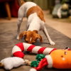 Bark-A-Boo Tufflove Holiday Polkagris 22x11 cm