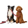 Hunter Training kobbel Love Red
