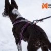 Non-Stop Dogwear Line Hundesele 5.0 Lila