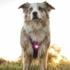 Orbiloc Dual Safety Light (Rosa)