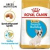 Royal Canin French Bulldog Puppy tørrfôr til hundvalp