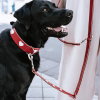 Hunter Collar Love Red