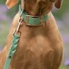 Tyylivoitto Classy Hundehalsbånd, Mint