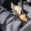 Basic Travel Hundeseng for bilsete