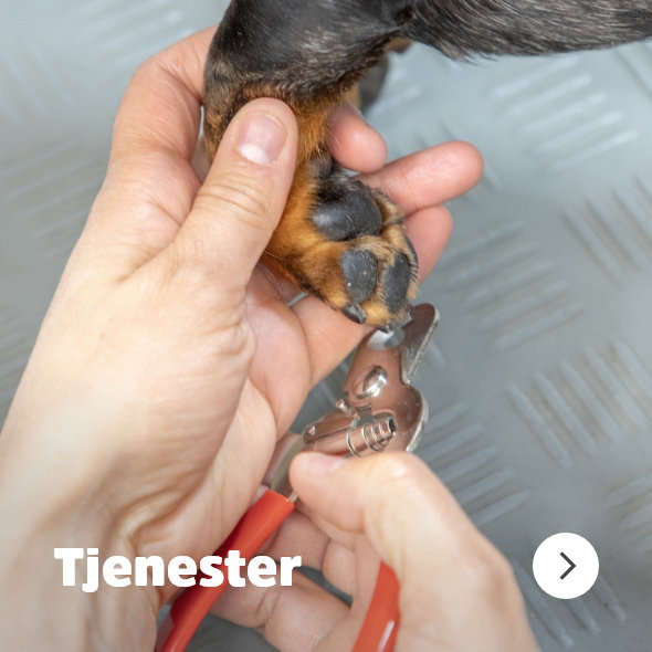 musti.no startside hund Navigasjon services