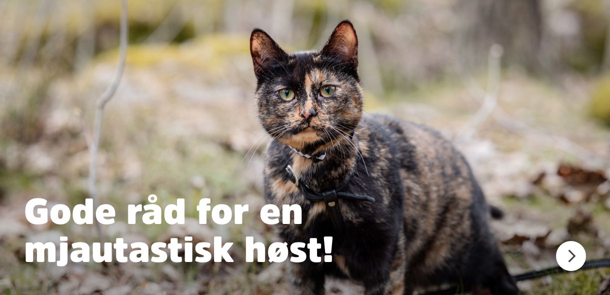 artikkel om kattens høst
