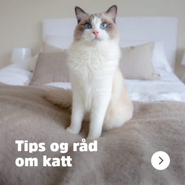 musti.no startside kattunge Navigasjon Tips