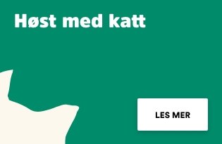 Høst med katt