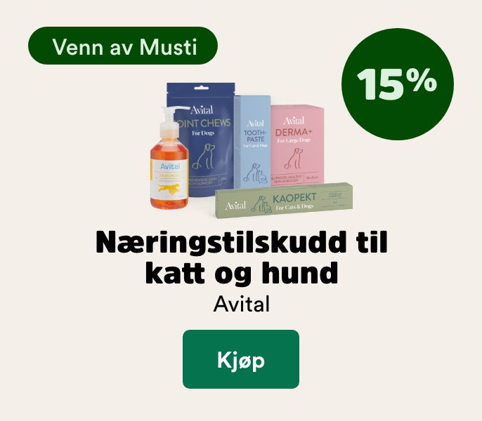 musti.no startside hund k6 avital 