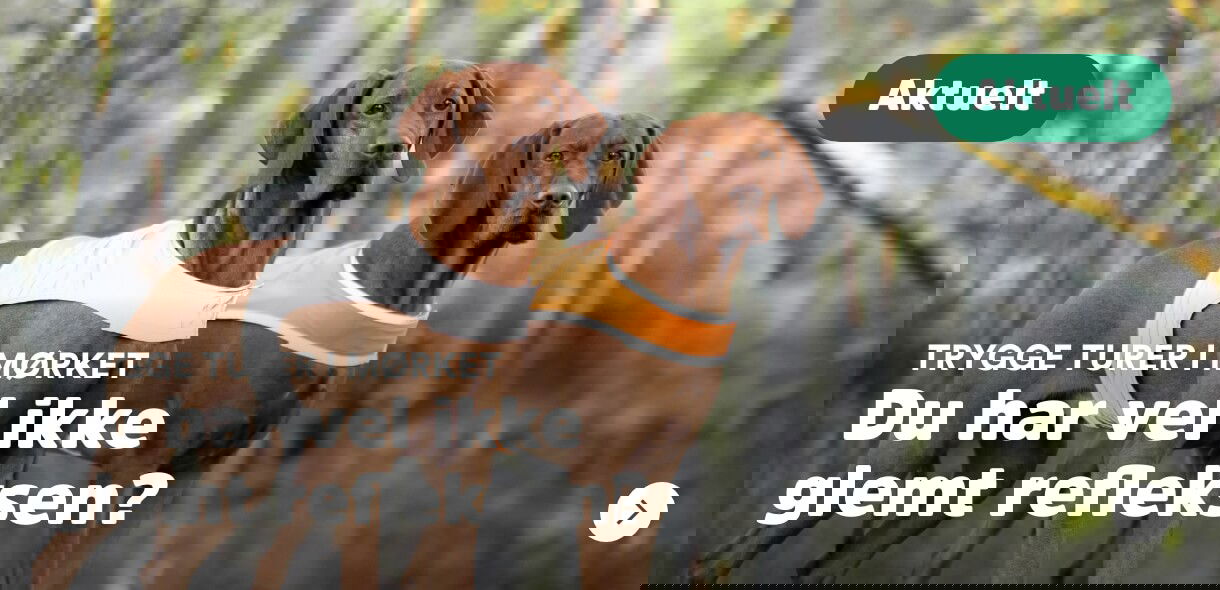 refleks til hund