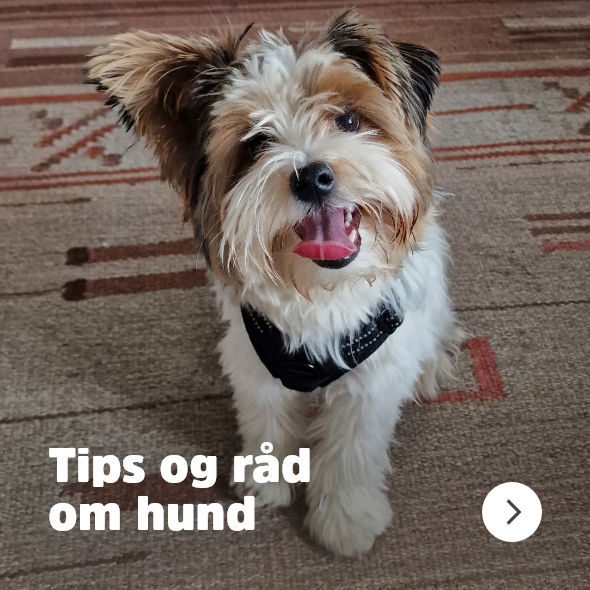 musti.no startside hund Navigasjon tips og råd