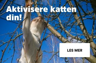 Aktivisere katten