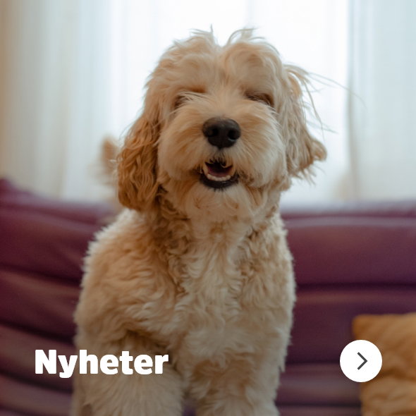 musti.no startside hund Navigasjon Nyheter