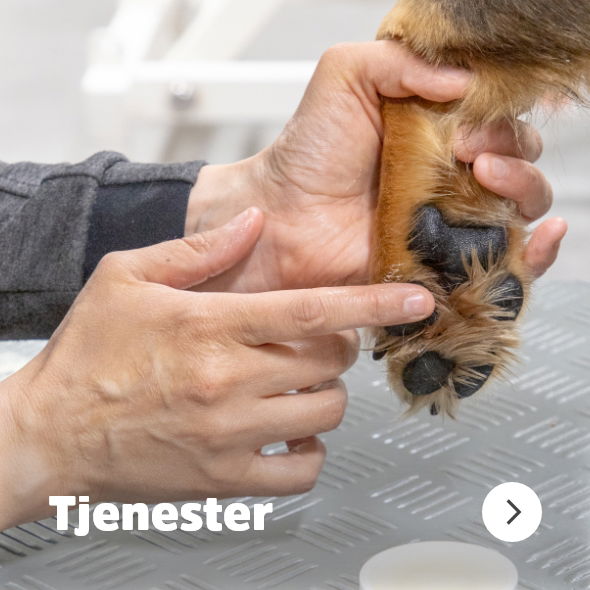 musti.no startside hund Navigasjon services