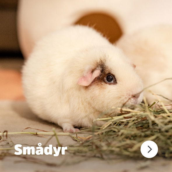 musti.no startside Navigasjon SMADYR